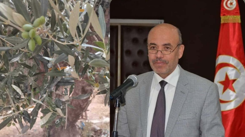 رئيس الإتحاد الجهوي للفلاحة بسوسة ل"الصباح نيوز " :غابات الزيتون سليمة ولا وجود لأي آفة